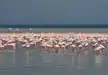A small pat of Flamingo in Lake Nakuru feeding on the algae.