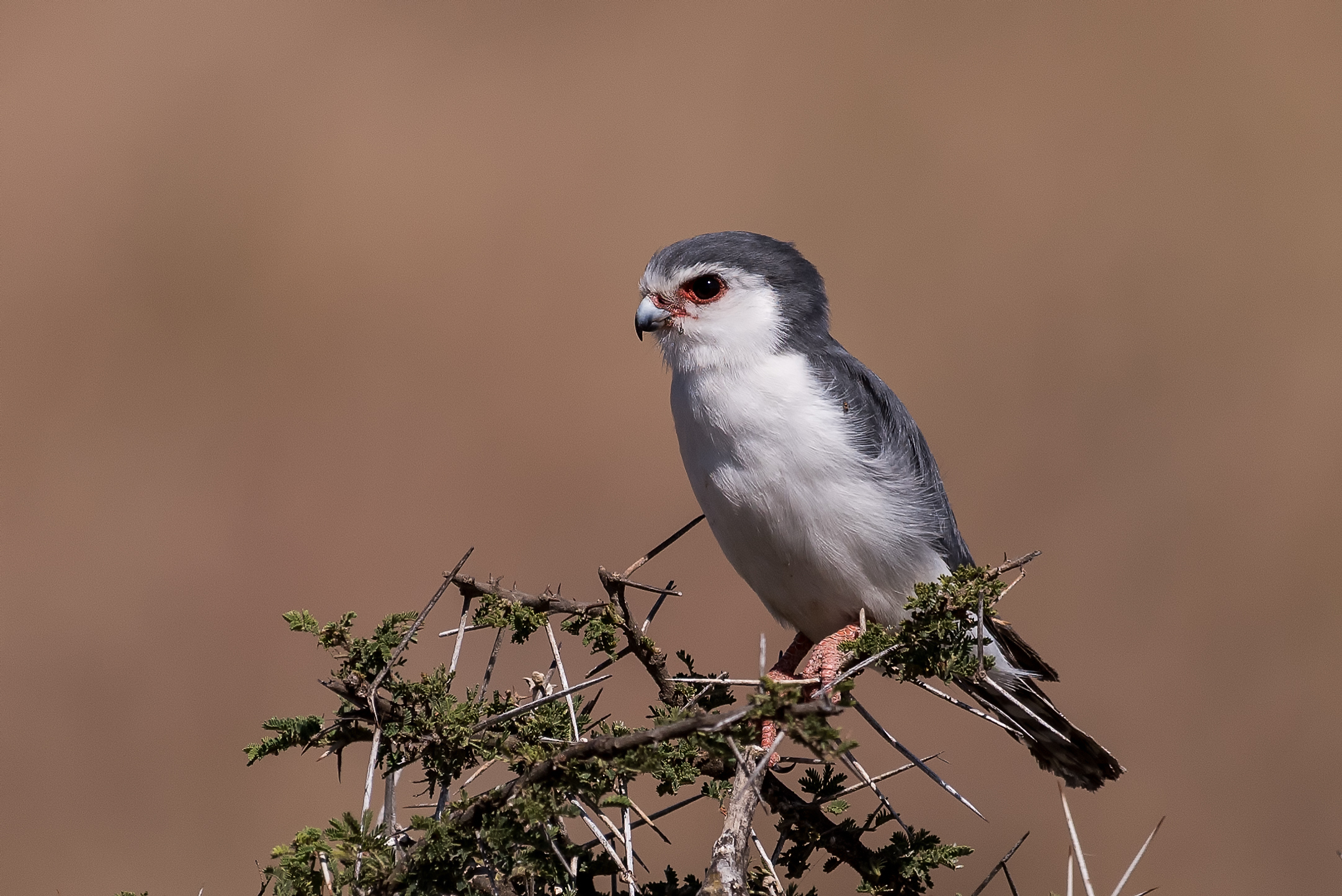 Pygmy falcon 