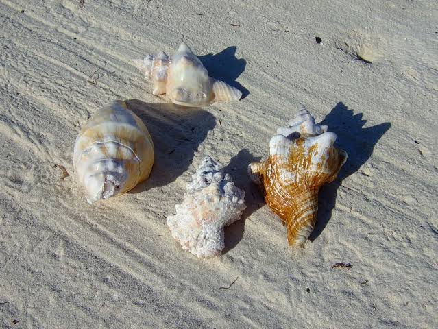 Zanzibar shells