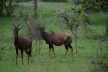 Topi Antelopes spotted in the open valley of Queen Elizabeth NP.