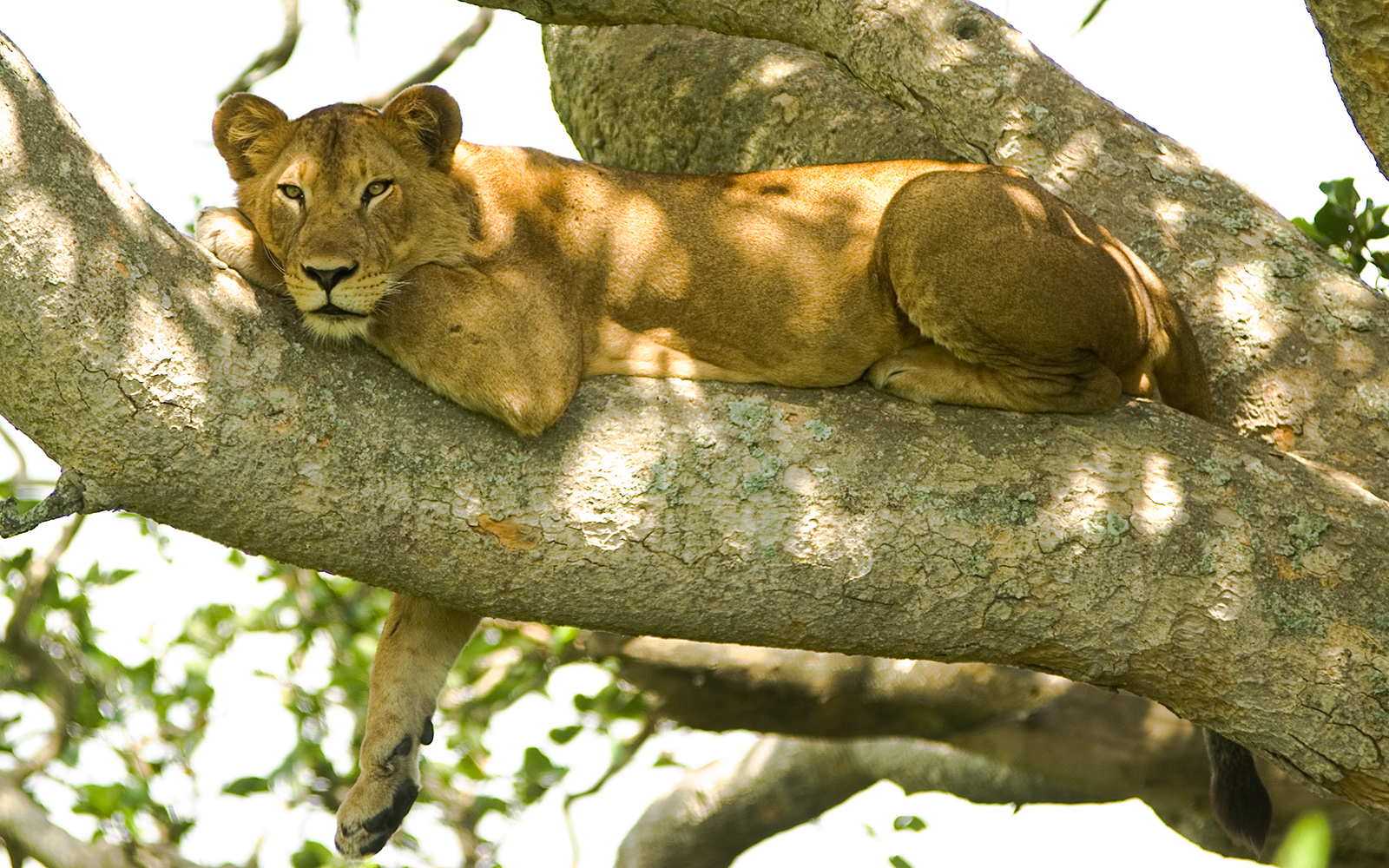 Climbing Lion