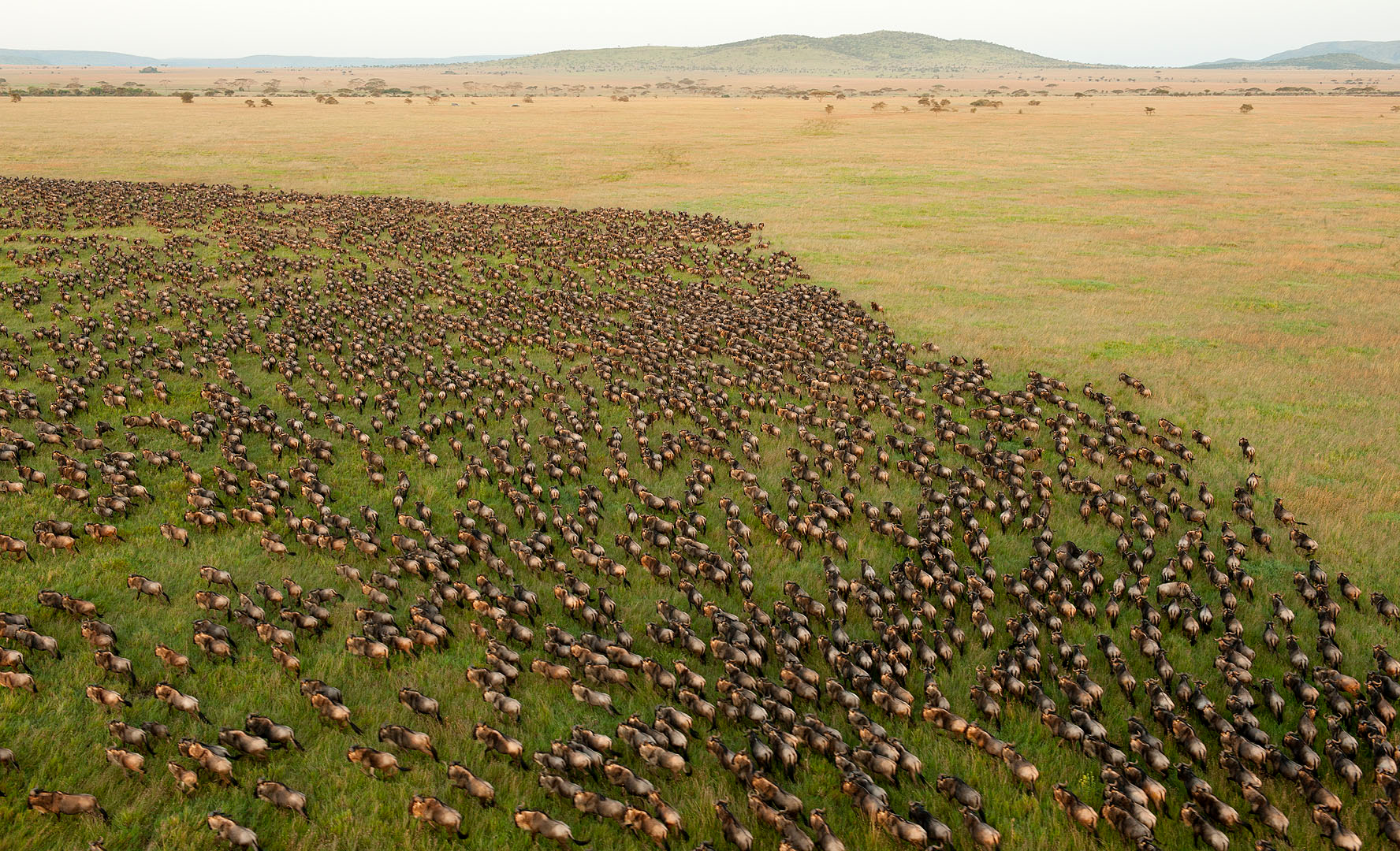 Wildebeest Migration in Serengeti National Park, Tanzania