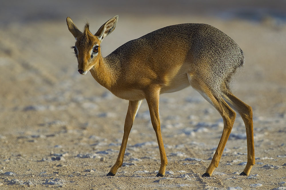 Dik dik 