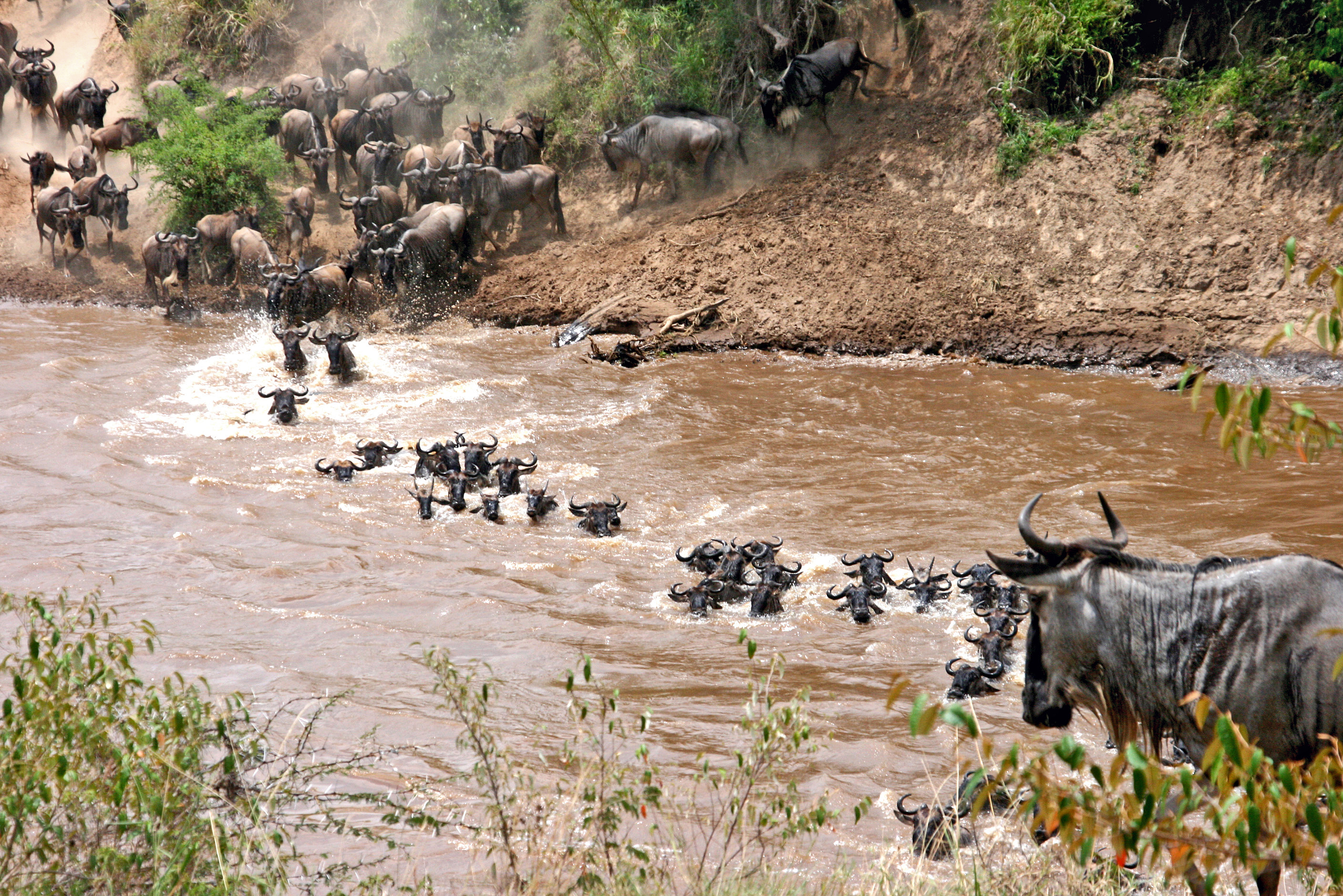 Wildebeest river crossing