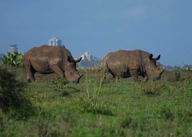 Southern Black Rhino's walking freely in Nairobi National Park. 