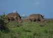 Southern Black Rhino's walking freely in Nairobi National Park.