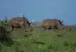 Southern Black Rhino's walking freely in Nairobi National Park.