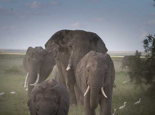 Elephants in Masai Mara. 