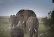 Elephants in Masai Mara.