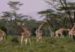 A Tower of Giraffes wandering in Lake Nakuru National Park.