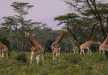 A Tower of Giraffes wandering in Lake Nakuru National Park.