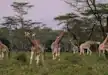 A Tower of Giraffes wandering in Lake Nakuru National Park.