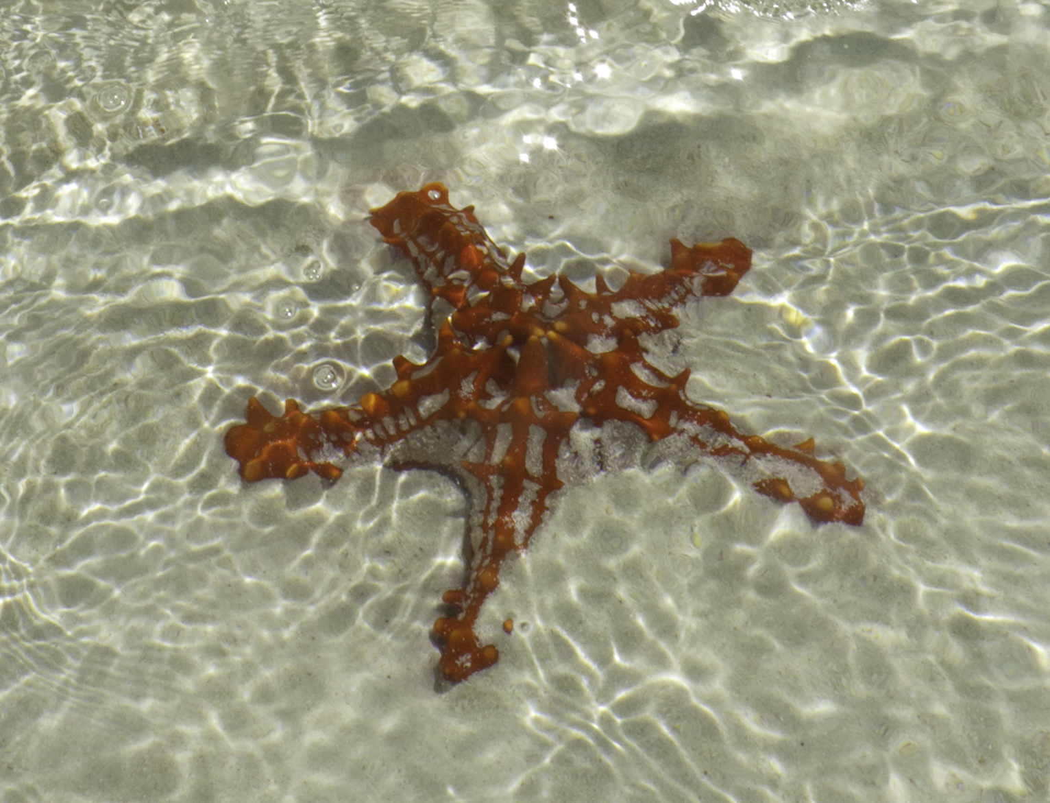 Starfish Zanzibar