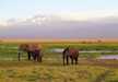 The best view in Amboseli, Elephants with Mt Kilimanjaro background.