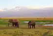 The best view in Amboseli, Elephants with Mt Kilimanjaro background.