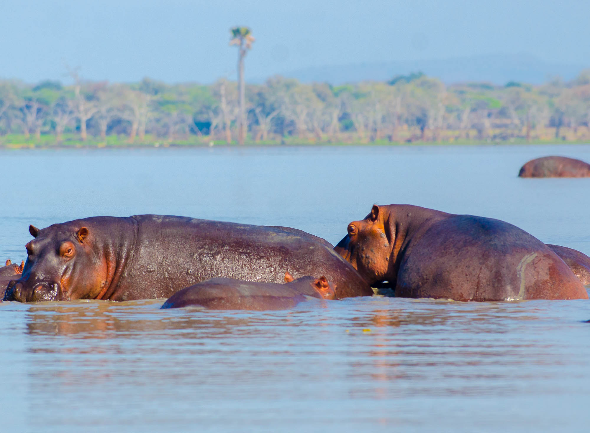 Hippos Selous