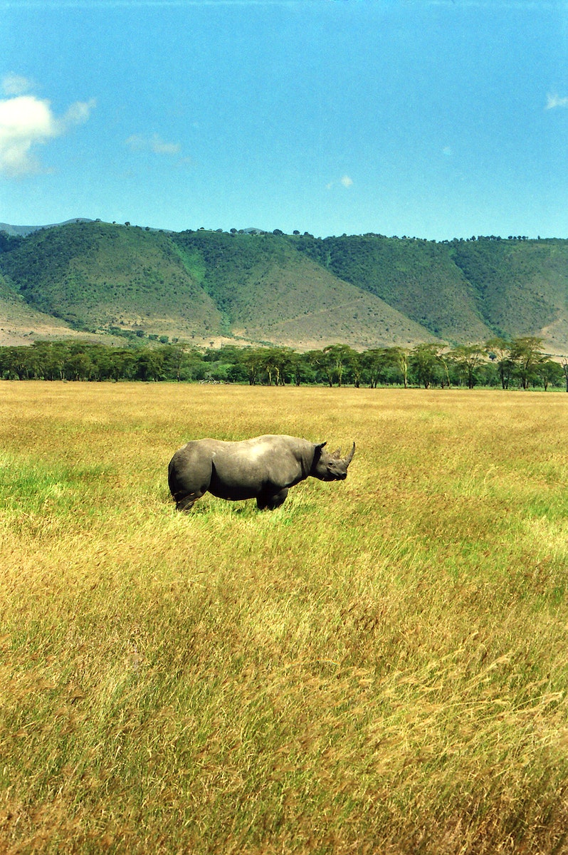 Rhino Ngorongoro 