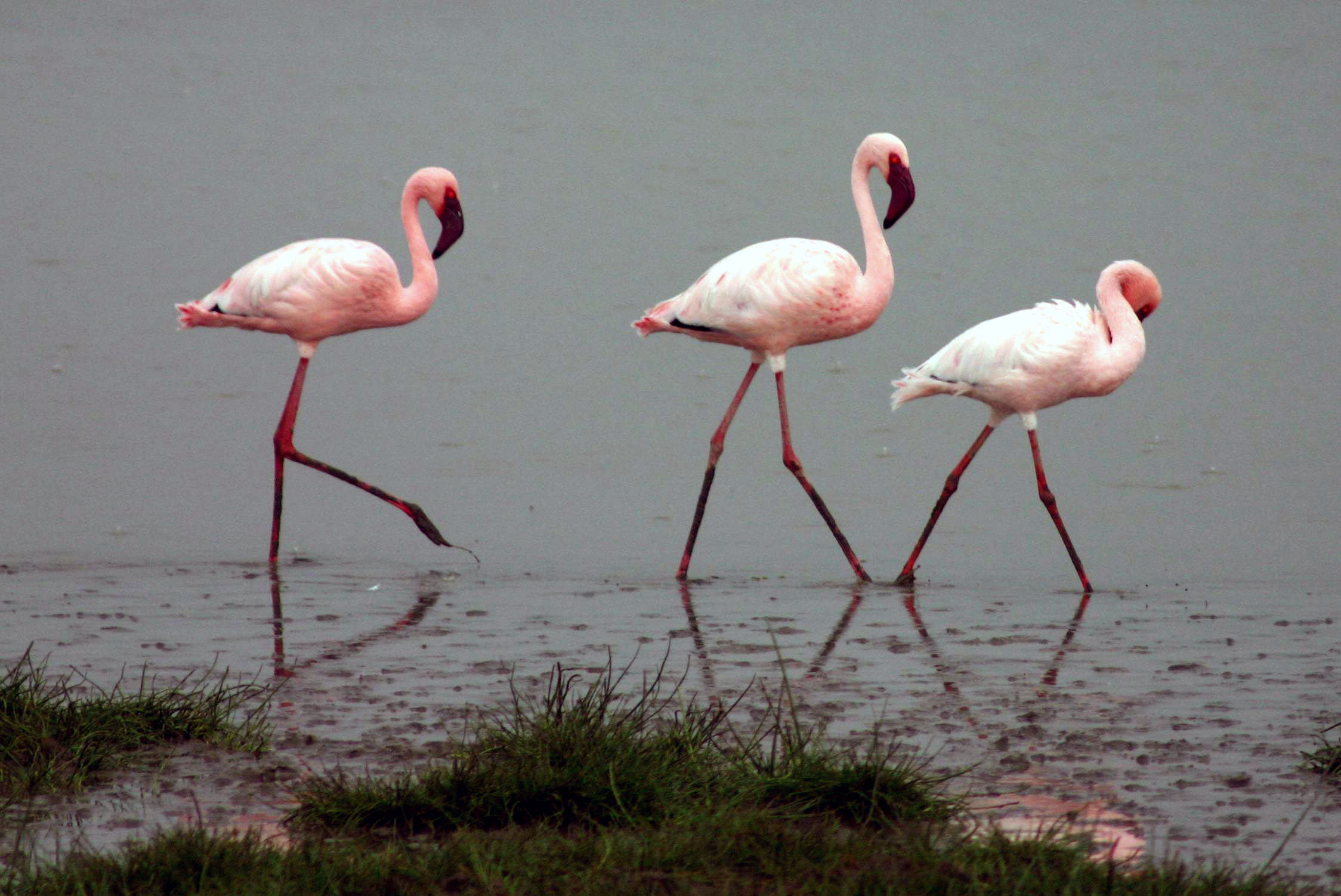 Lesser Flamingo