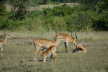 Impalas relaxing and feeding younger ones in the Queen Elizabeth NP.
