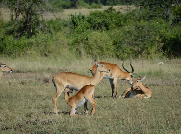 Impalas relaxing and feeding younger ones in the Queen Elizabeth NP.