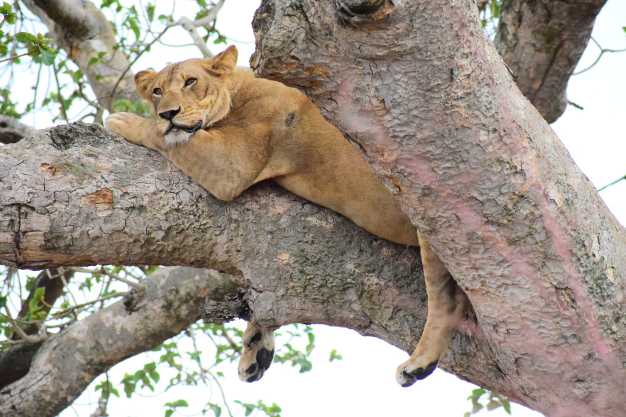 A tree-climbing lion taking shade from the scorching heat of the sun, Lake Manyara National Park