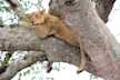 A tree-climbing lion taking shade from the scorching heat of the sun, Lake Manyara National Park