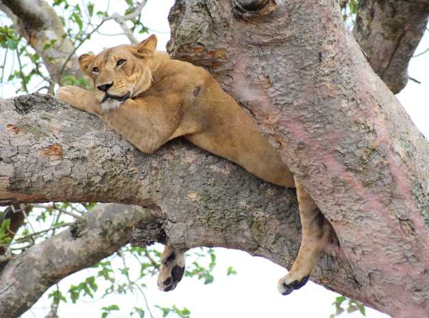 A tree-climbing lion taking shade from the scorching heat of the sun, Lake Manyara National Park