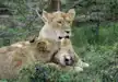 Relaxing Lionesses in Masai Mara National Reserve.