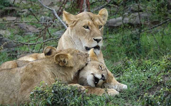 Cheetah in action, Masai Mara National Reserve.