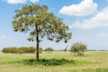 A giraffe grazing in the lush green pastures, Tarangire National Park