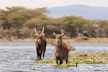 Water bucks enjoying in the Lake Naivasha. Photo taken from Crescent Island,