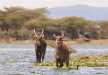 Water bucks enjoying in the Lake Naivasha. Photo taken from Crescent Island,