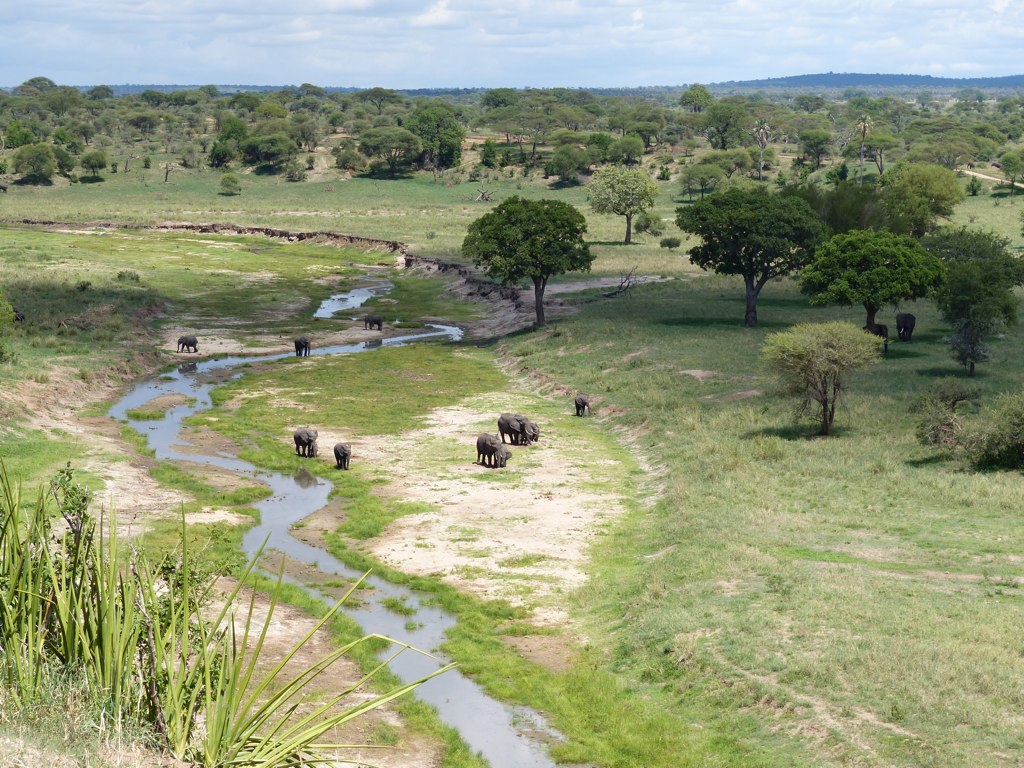 Tarangire River Landscape