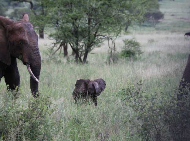 A female elephant taking a stroll through the bushes of Tarangire National Park with her young one