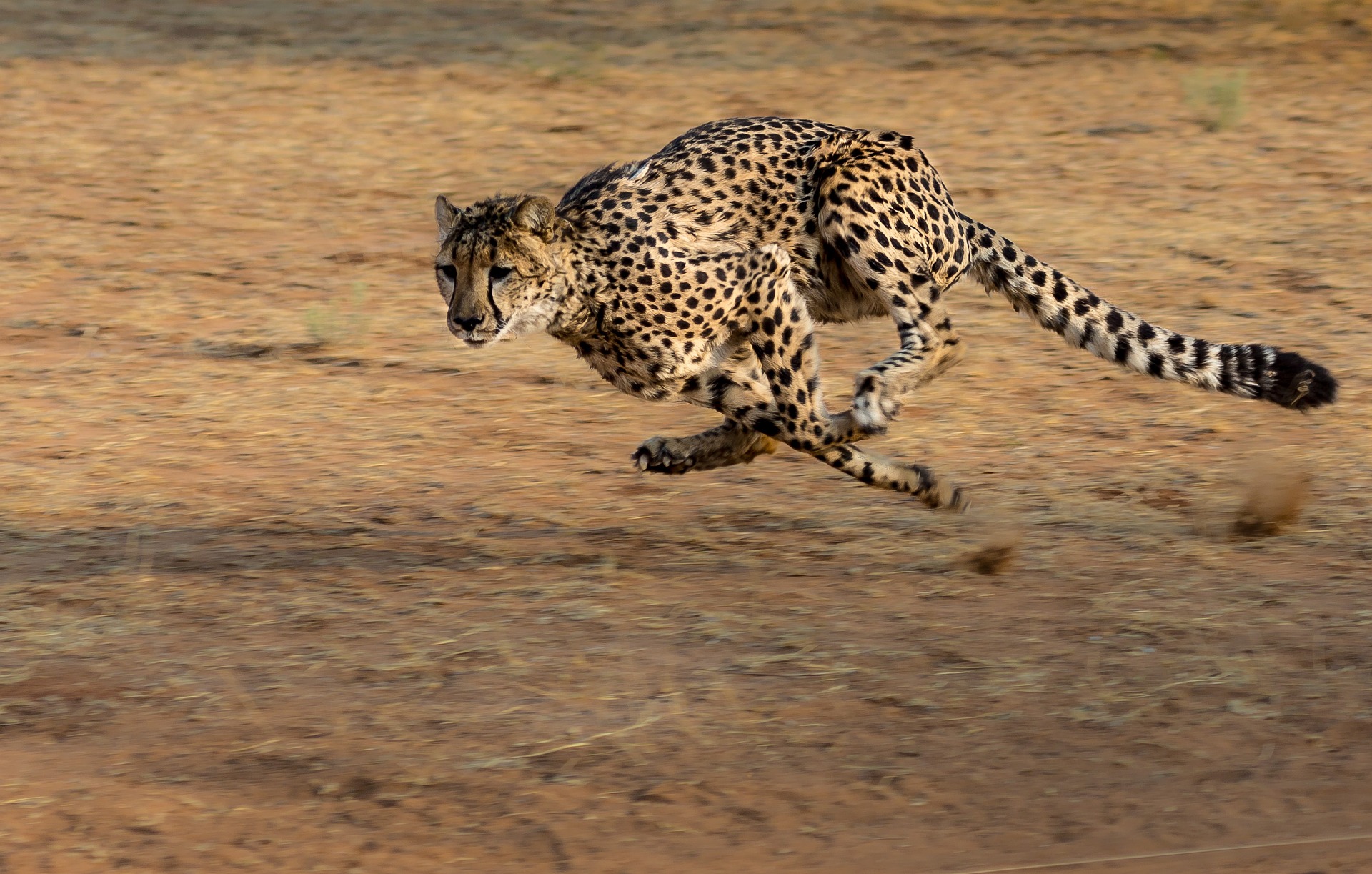 Cheetah in action, Masai Mara National Reserve.