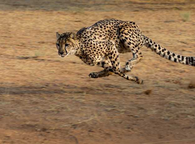 Cheetah in action, Masai Mara National Reserve.