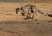 Cheetah in action, Masai Mara National Reserve.