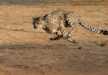 Cheetah in action, Masai Mara National Reserve.