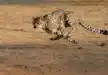 Cheetah in action, Masai Mara National Reserve.