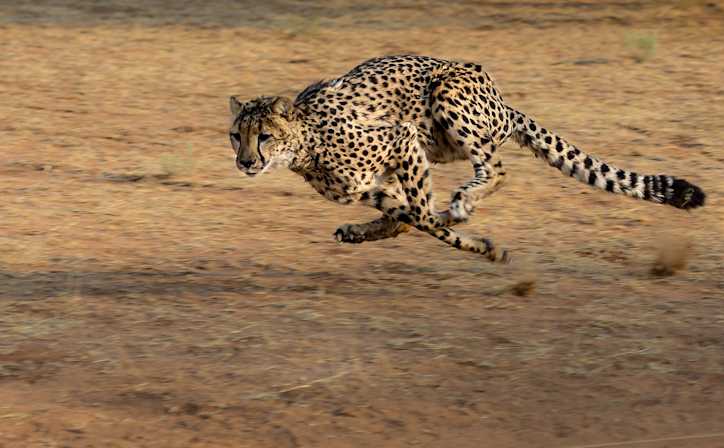 Cheetah in action, Masai Mara National Reserve.