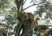 Lioness resting on the tree in Lake Nakuru National Park.
