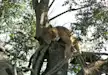 Lioness resting on the tree in Lake Nakuru National Park.