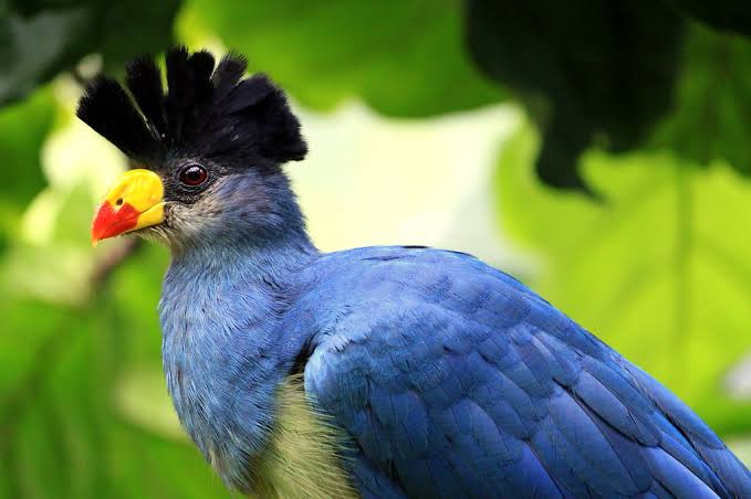 Great blue turaco