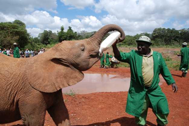 Ranger feeding a baby elephant in David Sheldrick Elephant Orphanage.
