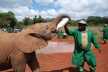 Ranger feeding a baby elephant in David Sheldrick Elephant Orphanage.