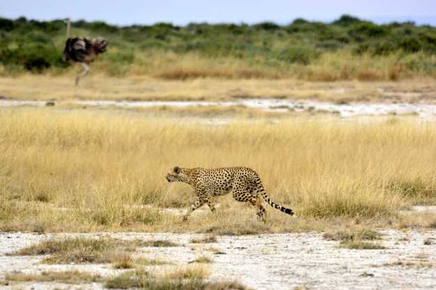 A cheetah wandering on the dry river bed in search of prey, Tarangire National Park