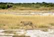 A cheetah wandering on the dry river bed in search of prey, Tarangire National Park