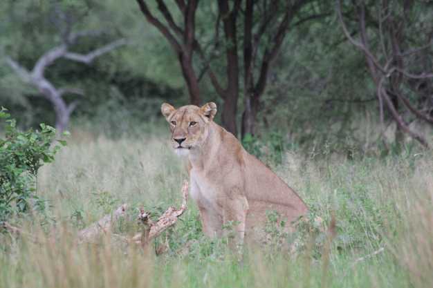 A lioness keenly observing her prey from the bushes, Lake Manyara National Park