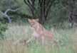 A lioness keenly observing her prey from the bushes, Lake Manyara National Park