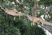 Tree Climbing Lions resting on the tree as they digest their food in Queen Elizabeth NP.

